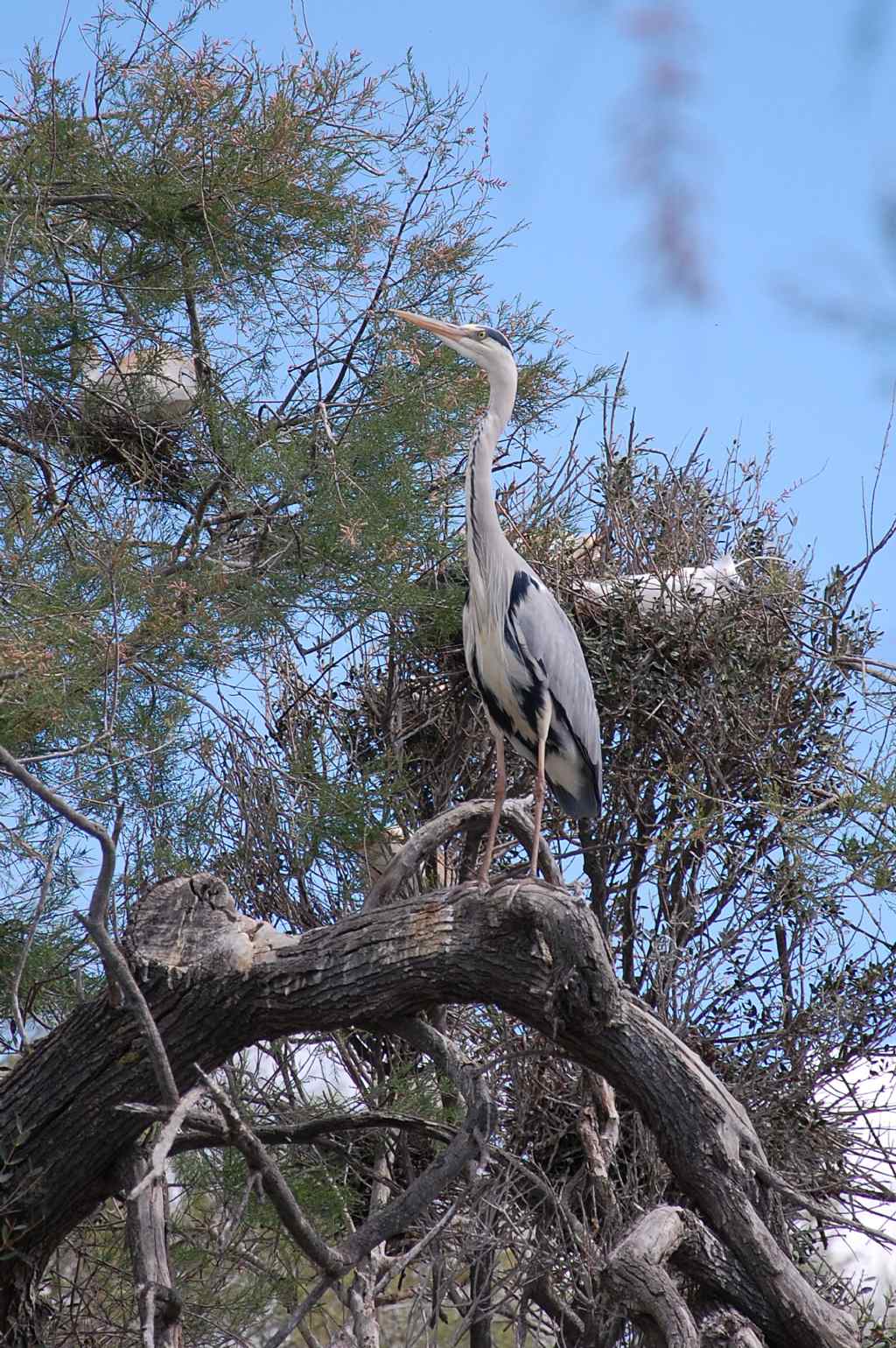 Uccelli della Camargue - 7 - garzaie